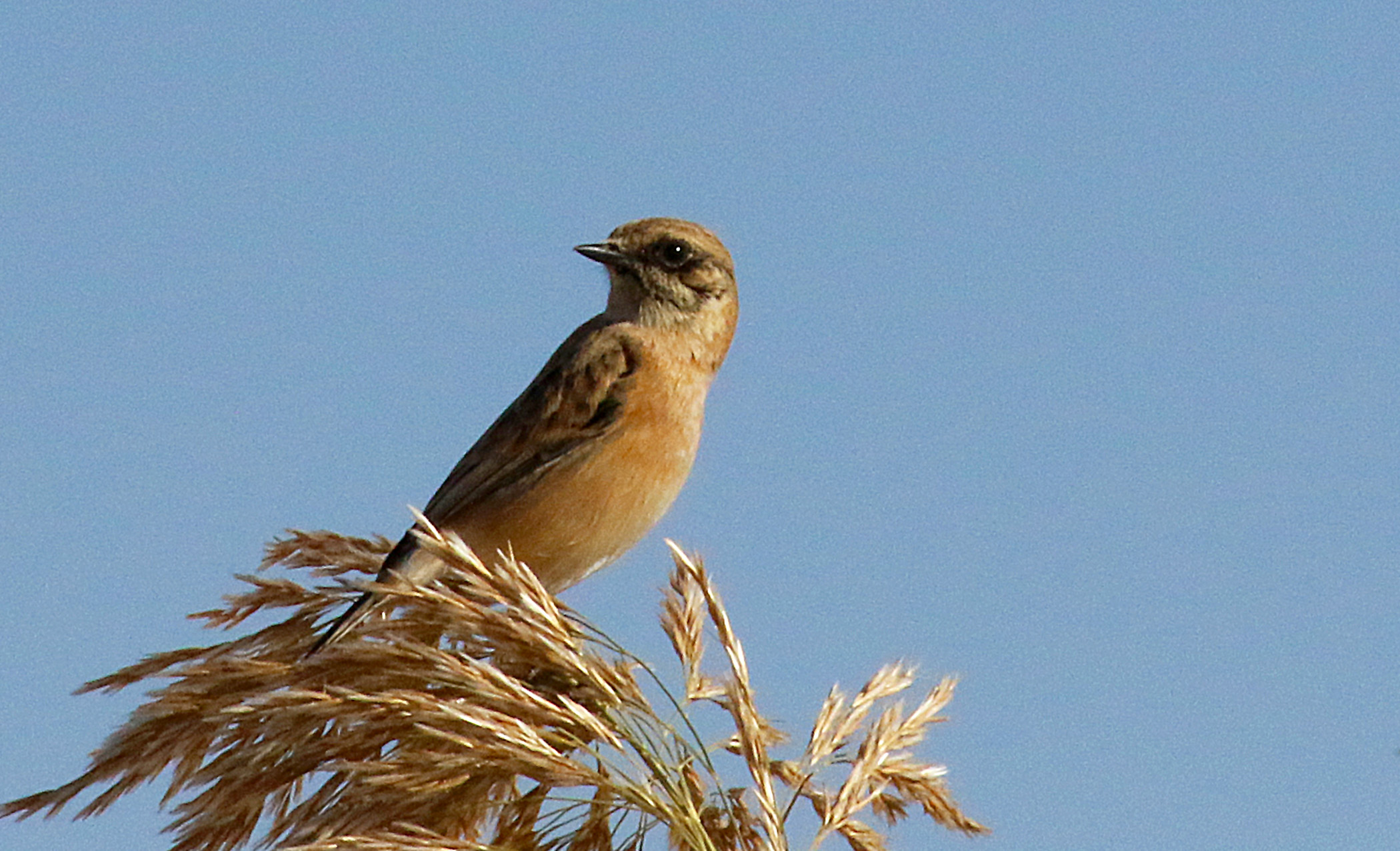 Siberian Stonechat